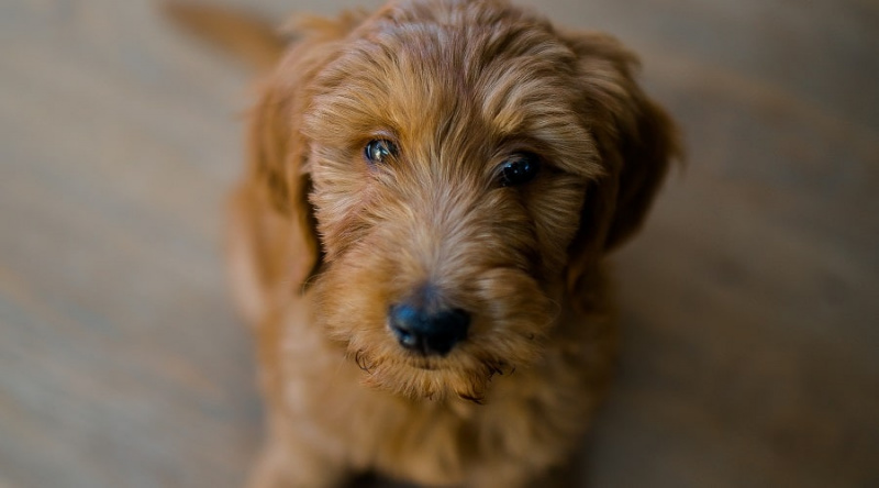 Mini-Goldendoodle Boyut Tablosu: Köpek Kilometre Taşları ve Ne Beklemeli?