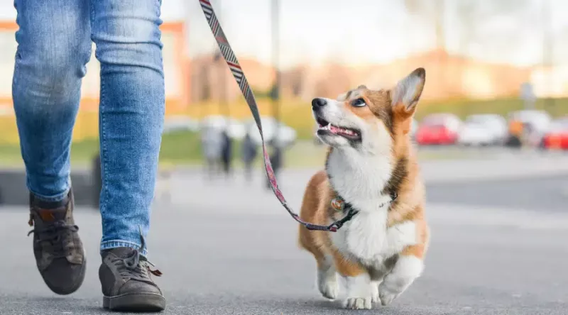 Corgi Maltese Mix: Cortese Gerçekleri, Özellikleri ve Daha Fazlası