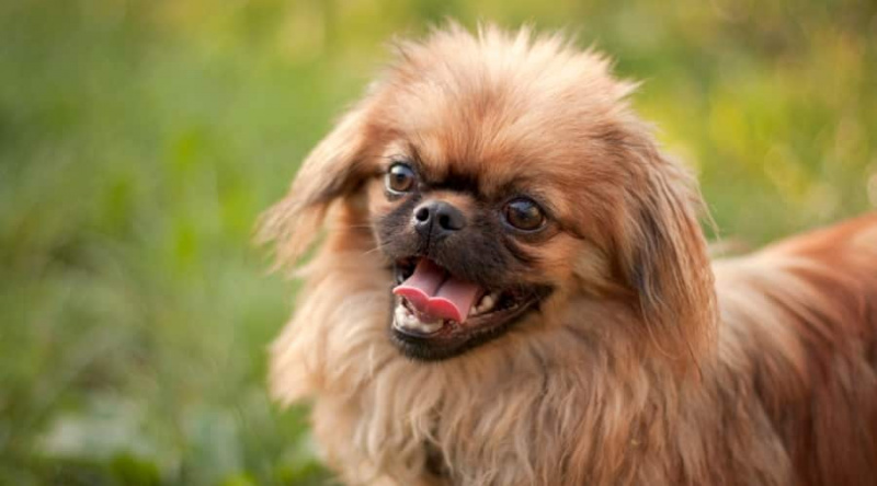 Peekapoo: Pekingese Kaniş Karışımı Özellikleri, Gerçekler ve Daha Fazlası