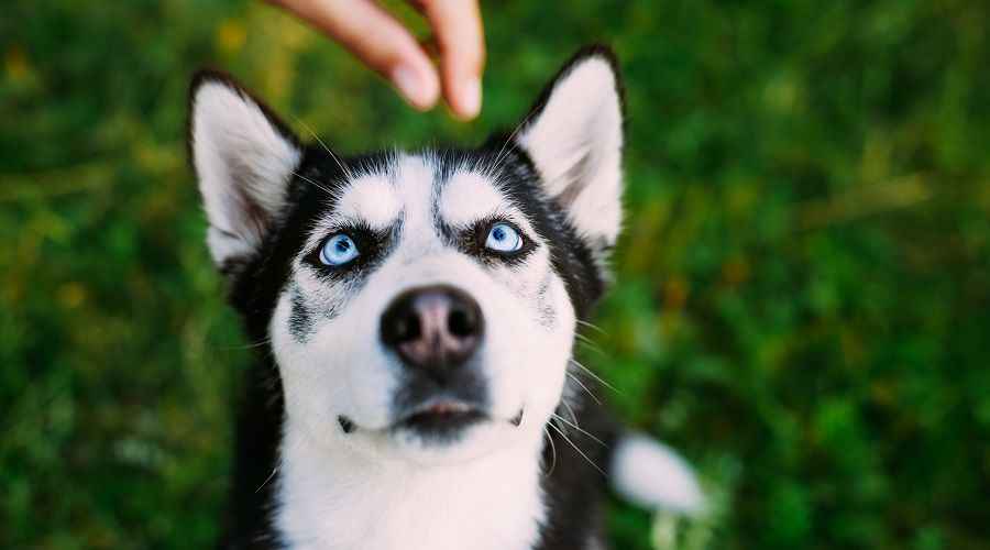 Sibirya Kurdu İçin En İyi Köpek Mamaları: Yavru Köpekler, Yetişkinler ve Yaşlılar