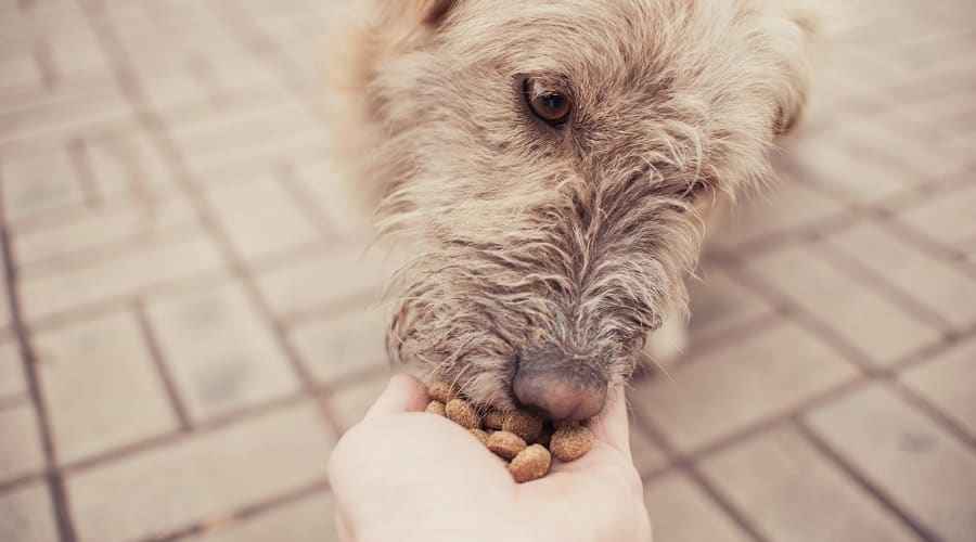 En İyi Kıdemli Köpek Mamaları: Derecelendirmeler, İncelemeler ve En Çok Talepler