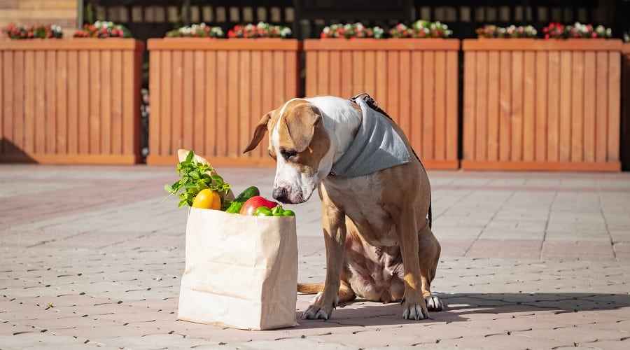 Köpekler Dolmalık Biber Yiyebilir mi? Evet, çoğu da onları sevecek!