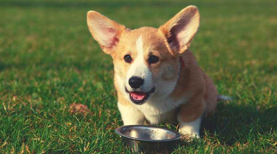 Corgis İçin En İyi Köpek Maması: Yavru Köpekler, Yetişkinler ve Yaşlılar