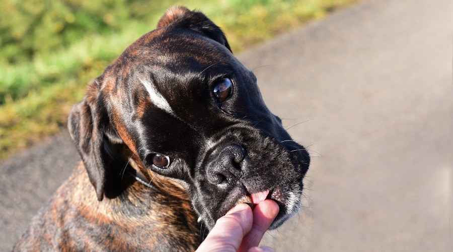 Boksörler İçin En İyi Köpek Maması: Yavru Köpekler, Yetişkinler ve Yaşlılar