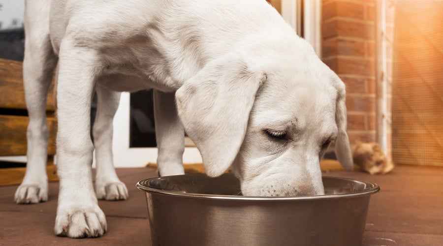 Laboratuarlar İçin En İyi Köpek Maması: Yavru Köpekler, Yetişkinler ve Yaşlılar