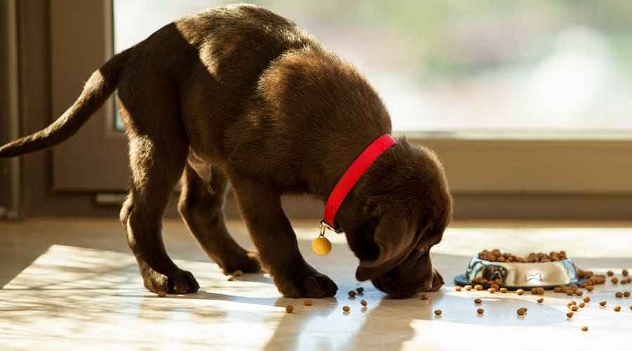 Büyük Irklı Köpekler İçin En İyi Köpek Maması: Derecelendirmeler ve İncelemeler