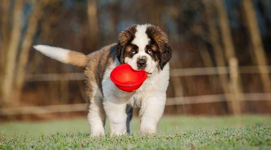 Dev Irk Yavruları İçin En İyi Köpek Maması: Derecelendirmeler ve İncelemeler