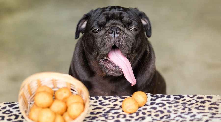 Köpekler Tatlı Patates Yiyebilir mi? Evet, Ve Faydaları Var!