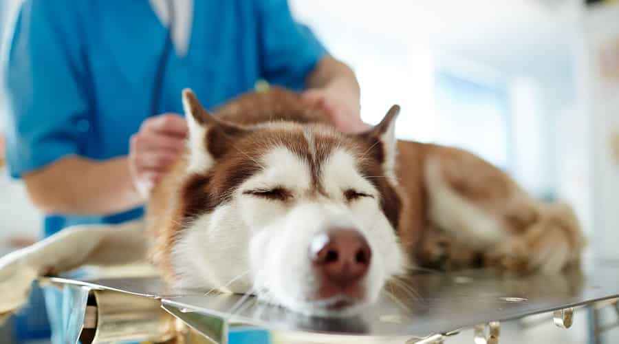 Vet