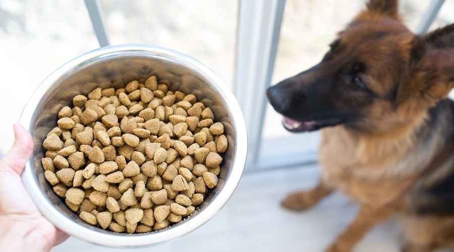 Alman Çobanları İçin En İyi Köpek Maması: Yavru Köpekler, Yetişkinler ve Yaşlılar