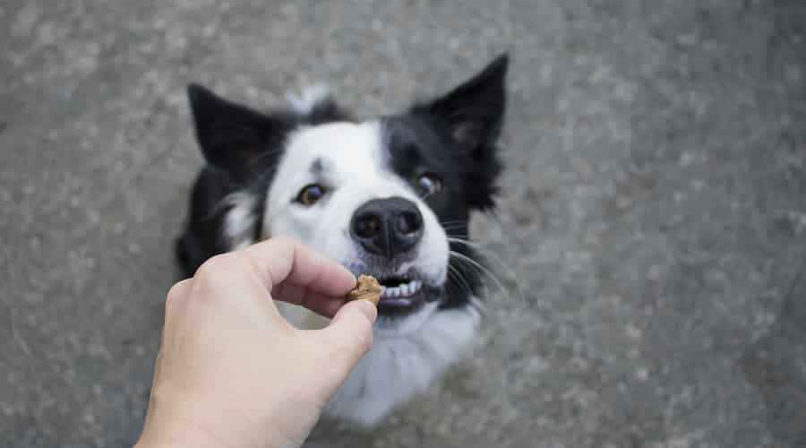 Köpekler Graham Krakerlerini Yiyebilir mi? Evet, Ama Moderasyonda!