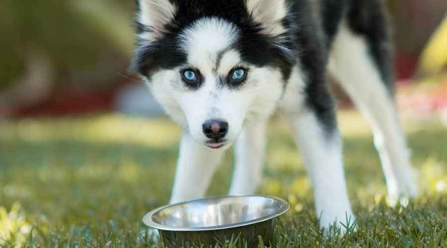 Pomsky için En İyi Köpek Mamaları: Yavru Köpekler, Yetişkinler ve Yaşlılar