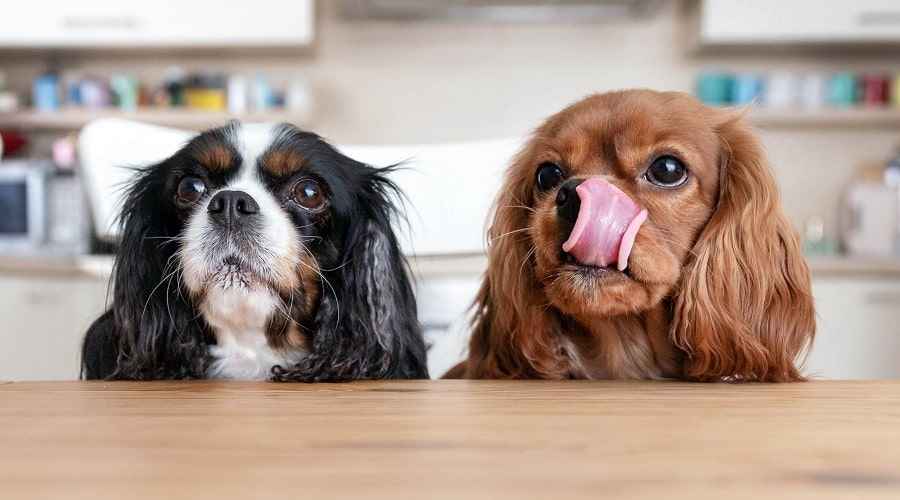 Köpekler Kiviyi Güvenle Yiyebilir mi? Kivi Köpekler İçin İyi mi Kötü mü?