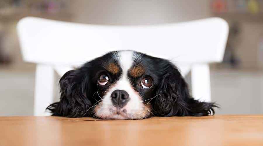 Köpekler Makarna ve Peynir Yiyebilir mi? Yapabilirler, Ama Yapmamalılar!