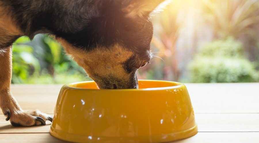Chihuahuas İçin En İyi Köpek Maması: Yavru Köpekler, Yetişkinler ve Yaşlılar