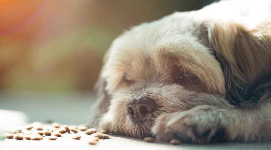 Shih Tzus İçin En İyi Köpek Maması: Yavru Köpekler, Yetişkinler ve Yaşlılar