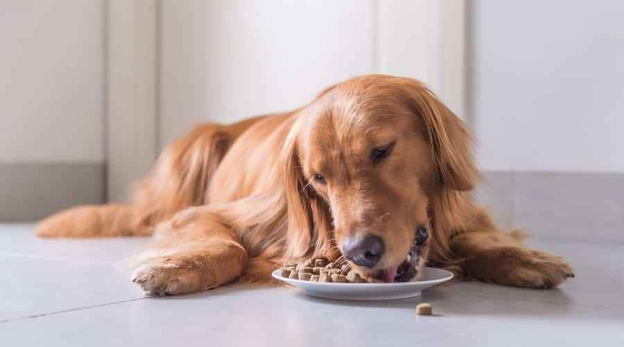 Diamond Naturals vs Science Diet: Hangi Köpek Maması Daha İyi?