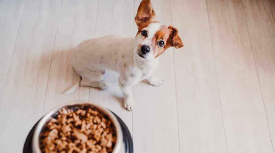 Seçici Yiyenler İçin En İyi Köpek Mamaları: Derecelendirmeler ve İncelemeler
