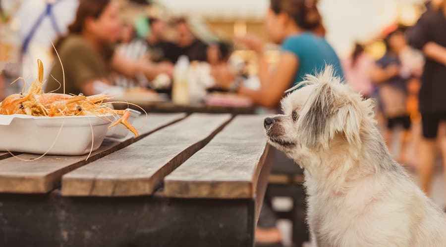 Köpekler Karides Yiyebilir mi? Yaptıklarında Ne Olur?