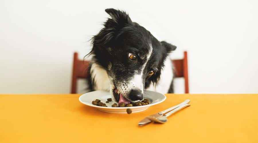 Border Collies İçin En İyi Köpek Maması: Yavru Köpekler, Yetişkinler ve Yaşlılar