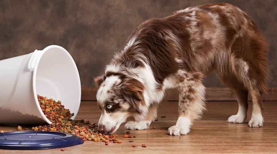 Avustralya Çobanları İçin En İyi Köpek Maması: Yavru Köpekler, Yetişkinler ve Yaşlılar