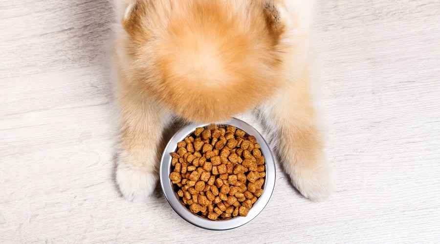 Pomeranyalılar İçin En İyi Köpek Maması: Yavru Köpekler, Yetişkinler ve Yaşlılar