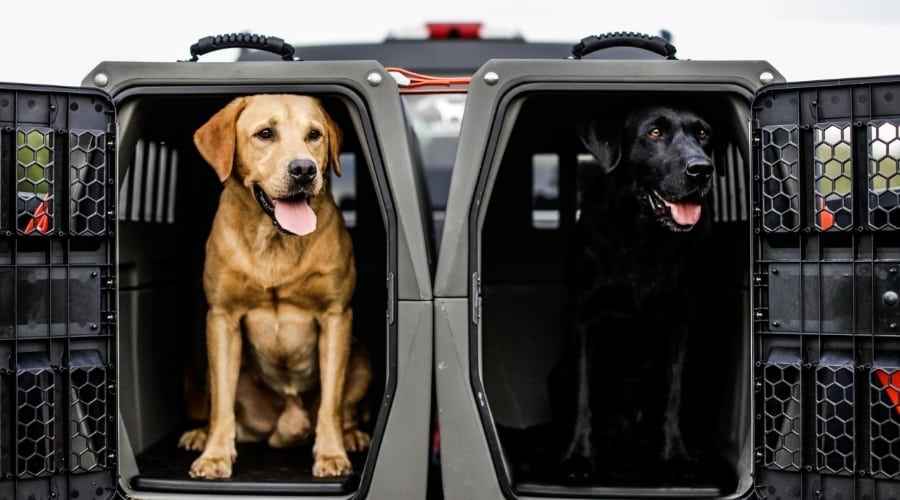 Arabalar İçin En İyi Köpek Kasaları: Çarpma Testi Yapılan Kasalar ve Taşıyıcılar