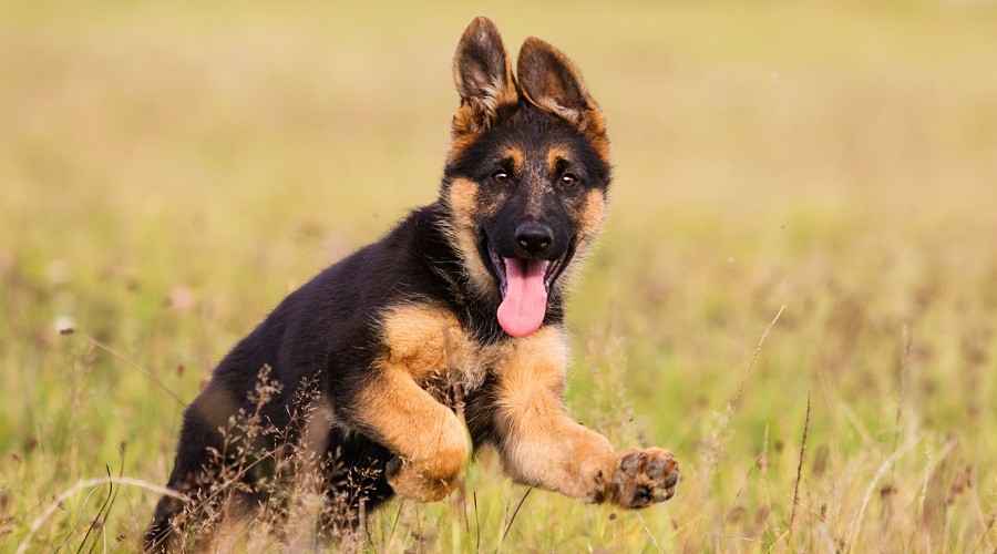 Alman Çobanları İçin En İyi Köpek Kasaları: Köpek Kulübesi Türleri ve Boyutları
