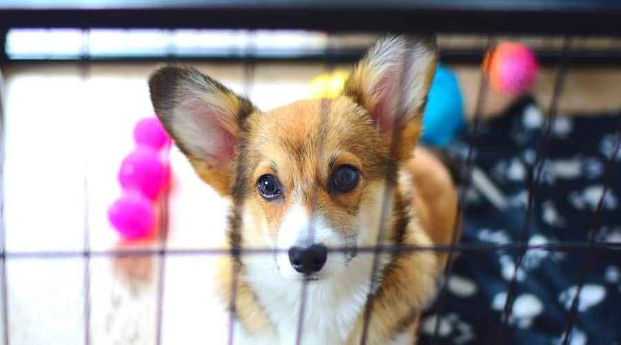 Corgis için En İyi Köpek Kasaları: Kasa Türleri, Boyutları ve Daha Fazlası
