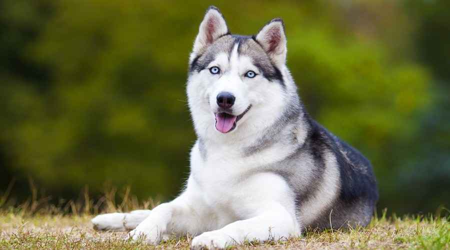 Sibirya Huskies İçin En İyi Köpek Kasaları: Köpek Kulübesi Türleri, Boyutları ve Daha Fazlası