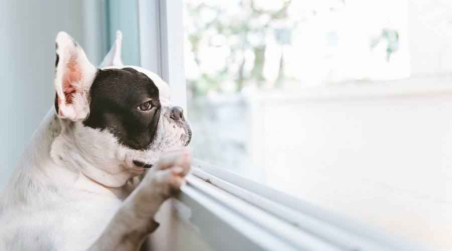Ayrılık Kaygısı İçin En İyi Köpek Kasaları: Endişeli Yavruları Yatıştırıcı