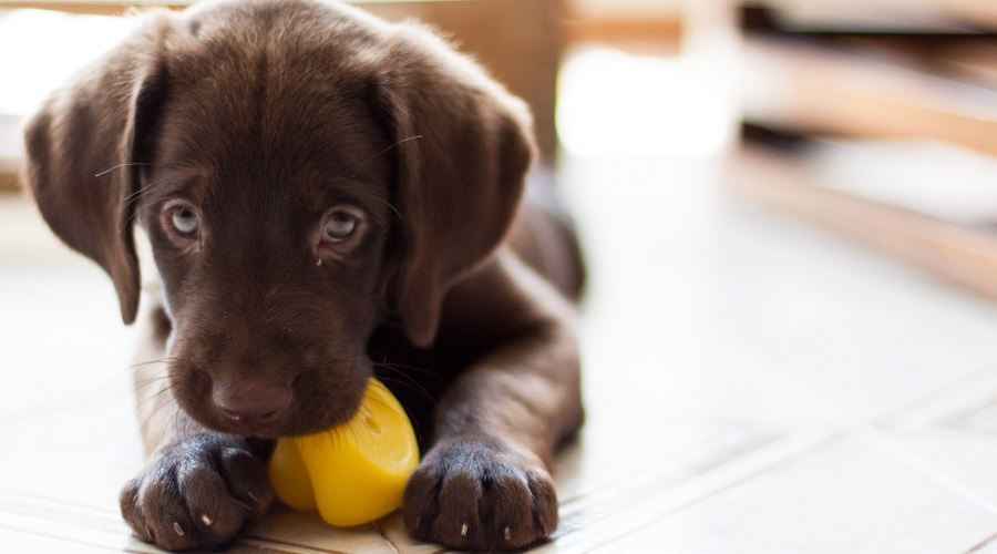 Diş Çıkarma Sırasında Yavru Köpekler İçin En İyi Çiğneme Oyuncakları: Kongs, Bones ve Daha Fazlası