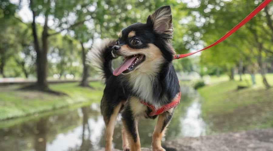 Chihuahuas için En İyi Kuşaklar: Yelekler, Boyutlar, Malzemeler ve Daha Fazlası