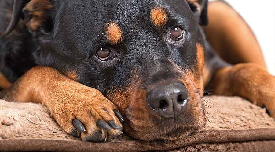 Rottweiler için En İyi Köpek Yatakları: Derecelendirmeler, İncelemeler ve En Çok Talepler