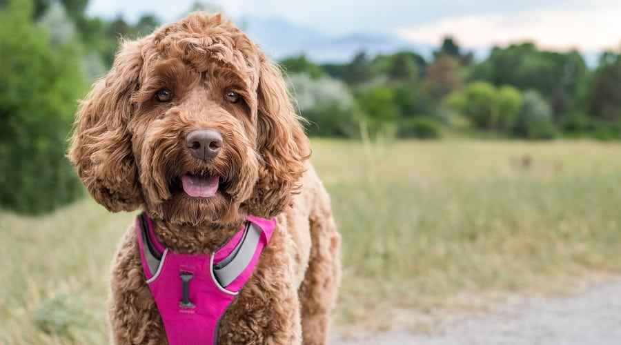 En İyi Kaçış Korumalı Köpek Tasması: Derecelendirmeler ve İncelemeler