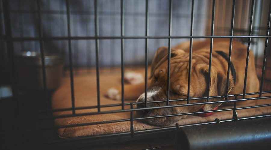 Yavru Köpek Kulübenizin İçinde İçin En İyi Köpek Sandık Yatakları, Pedleri ve Paspasları