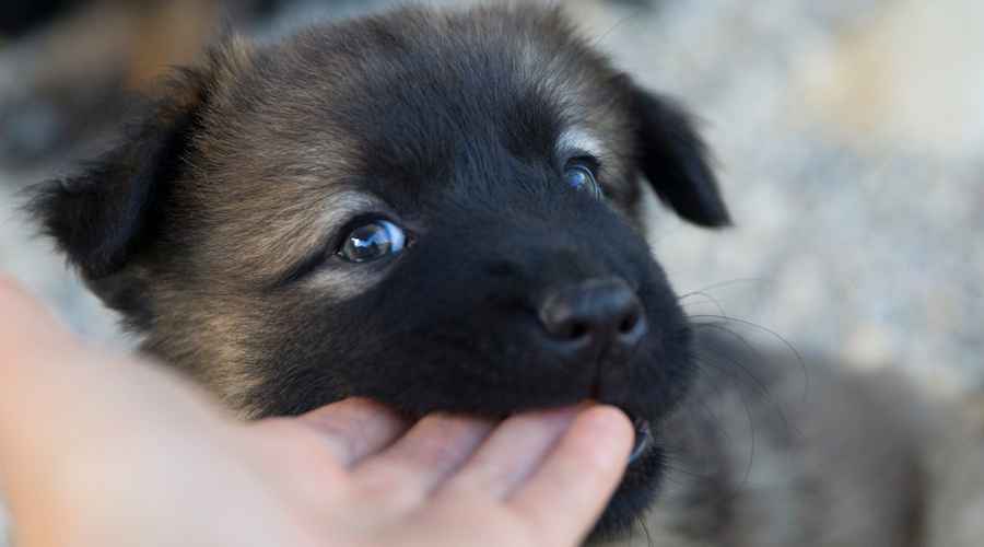 Köpeklerde Kötü Davranış: Çiğneme, Isırma, Kazma ve Daha Fazlası Nasıl Durdurulur