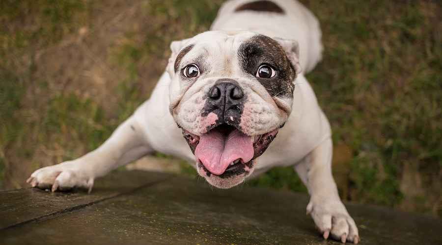 Köpeğinizin Ziyaretçilere ve Yabancılara Zıplamasını Nasıl Engellersiniz?