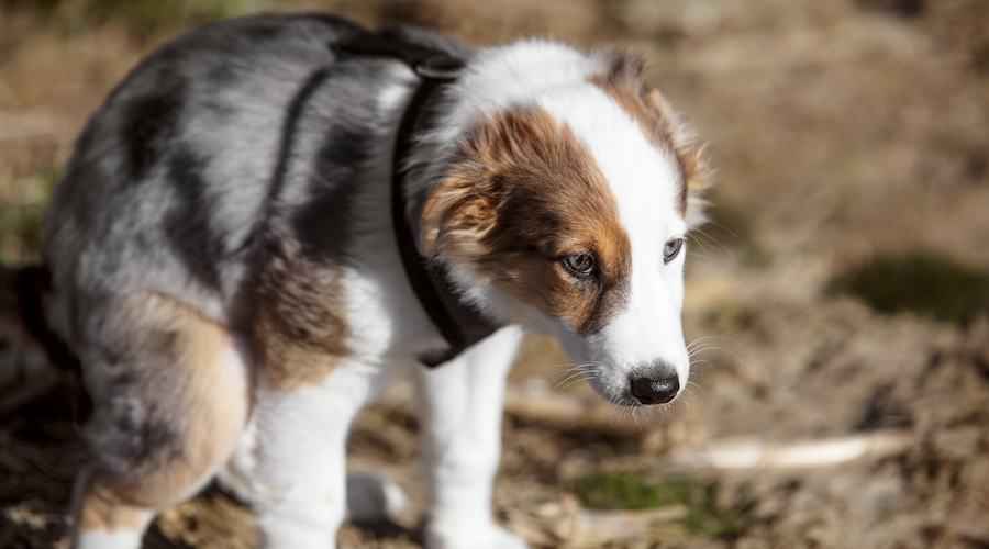 Yavru Köpeğinizi Nasıl Lazımlıkla Eğitirsiniz: Ev Eğitimi İpuçları, Püf Noktaları ve Daha Fazlası