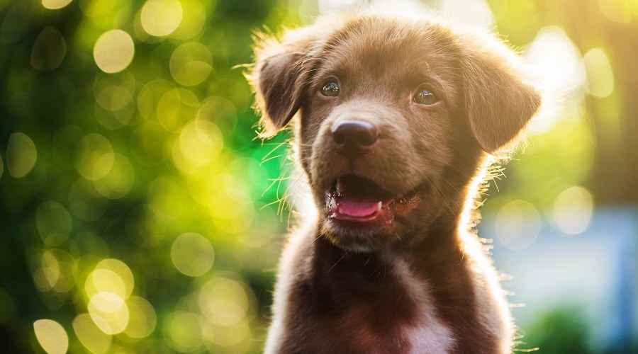 Yavru Köpeğinizin İlk Yılında Neler Bekleyebilirsiniz?