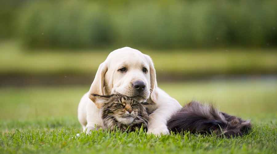 Bir Kediyi Bir Köpeğe Nasıl Tanıtırsınız: Sosyalleşme İpuçları ve Püf Noktaları