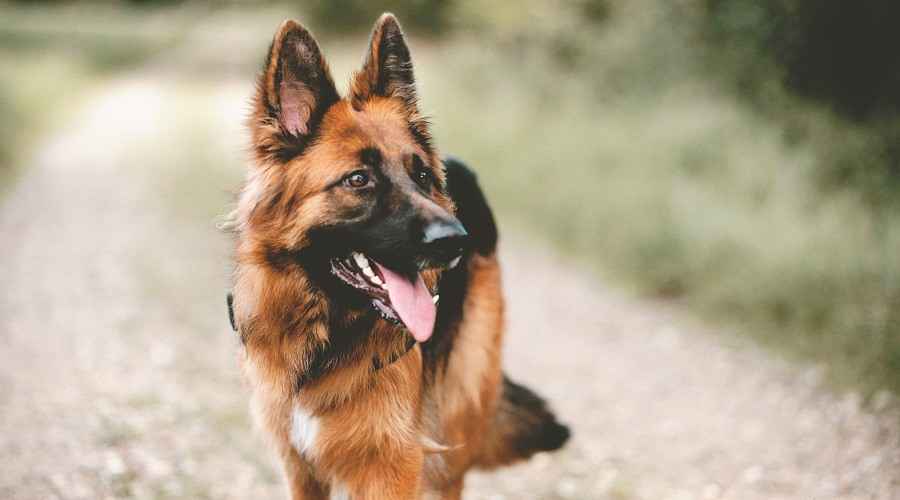 Her Boy, Irk ve Yaştaki Köpekler İçin 14 İtaat Eğitimi Dersi (Videolar)