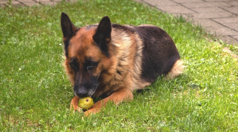 Alman Çoban Köpeği Meyve Parçası Yiyor