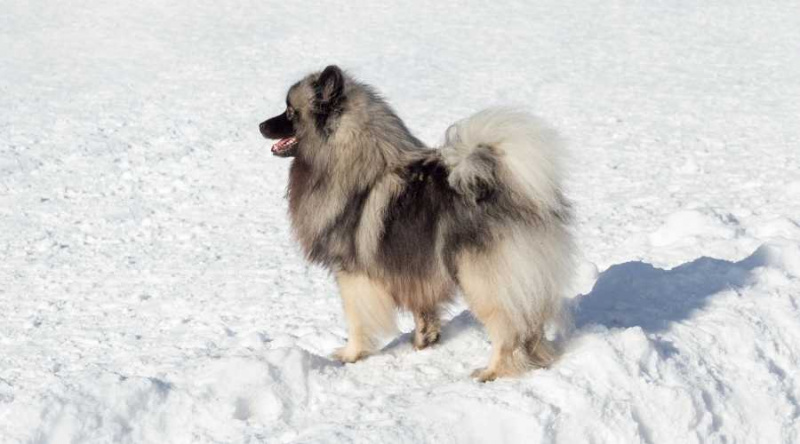 Keeshond Cua Arrissada