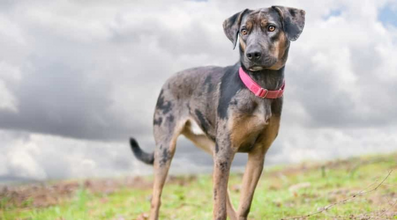 son sordos los perros leopardo de catahoula