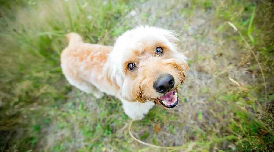 Informaciya Za Porodata Mini Labradudl Fakti Cherti Razhodi Za Kuchenca I Dr