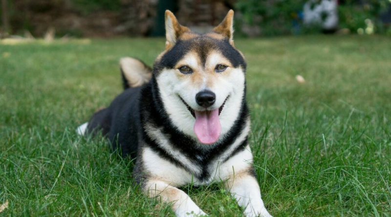 Black i Tan Shiba Inu estirat a l'herba