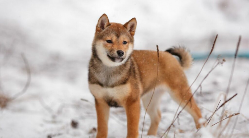 Sèsam Shiba Inu dempeus a la neu