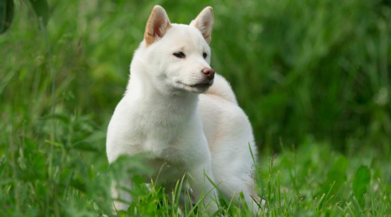 Shiba Inu blanc dempeus en un camp herbat