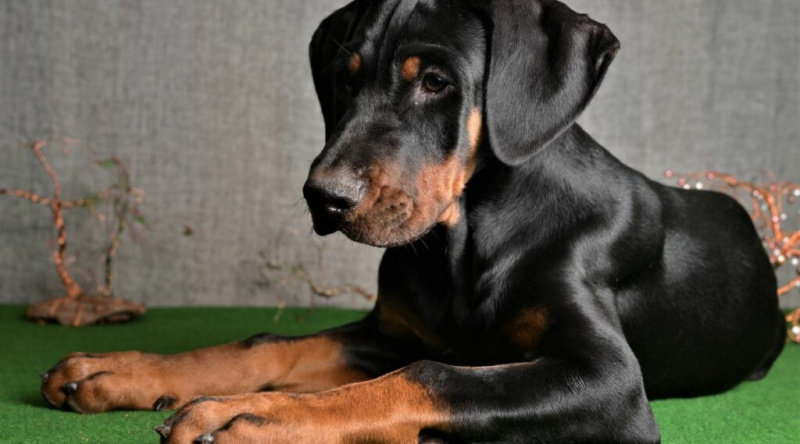 Color Doberman negre i òxid assegut sobre herba falsa
